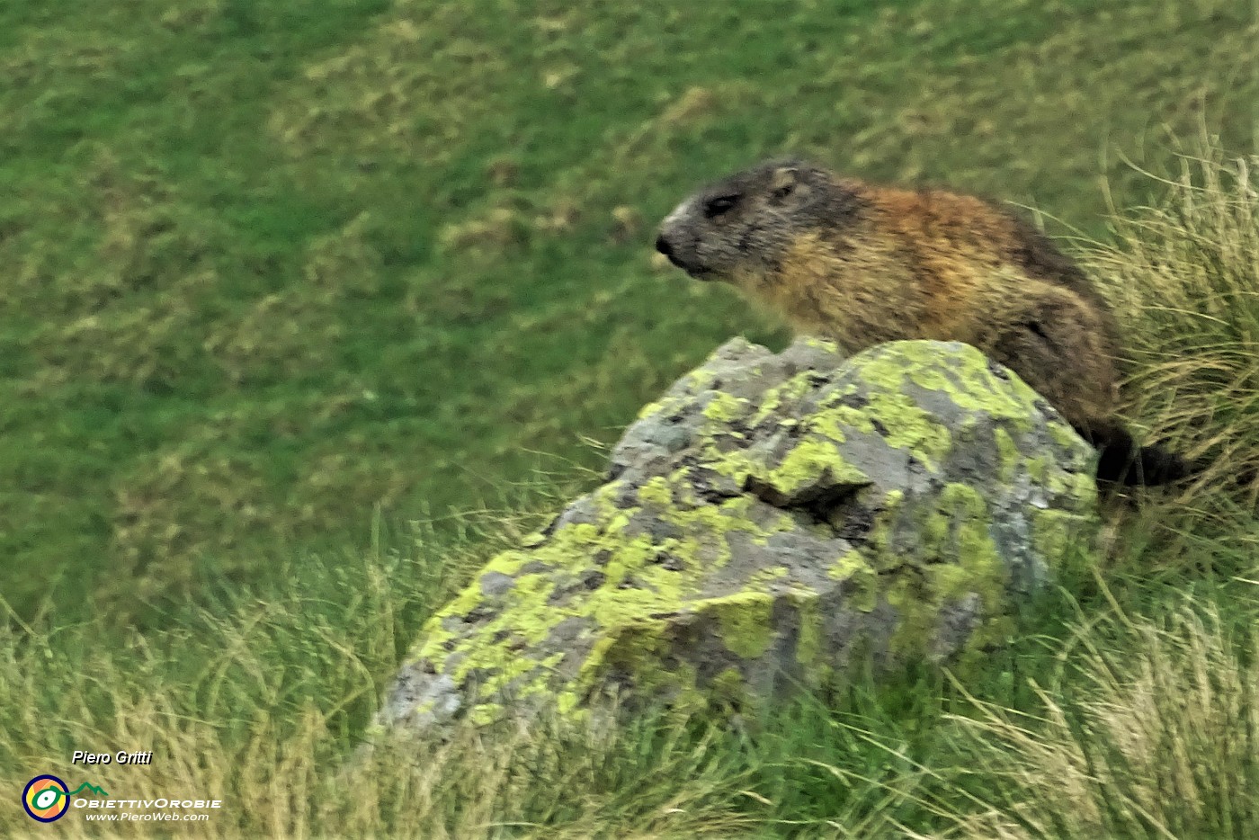 63 Marmotta in uscita pomeridiana.JPG